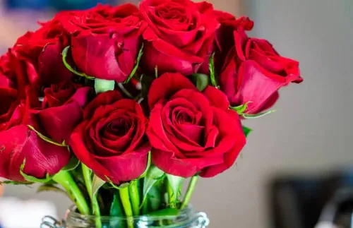 How to Plant and Grow Roses