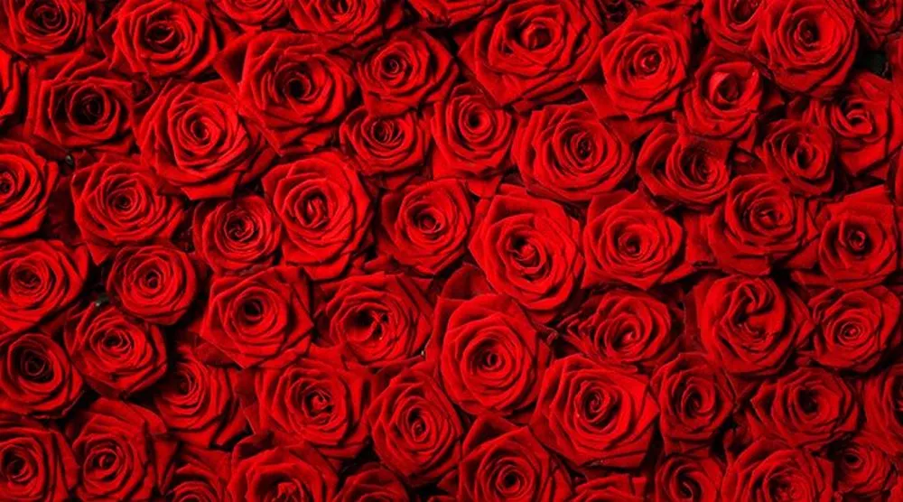 The Pros And Cons Of Rose Cultivation